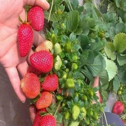 Winter Dawn Strawberry Plant